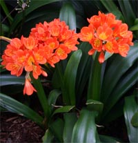 Clivia is more likely to rebloom if given a rest period in fall.