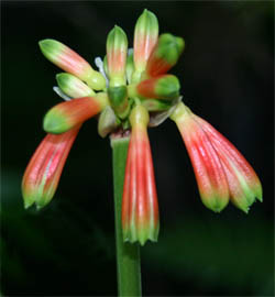 Clivia nobilis.