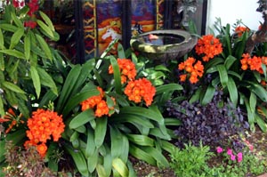 Clivia is grown outdoors in mild regions.