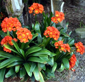 Clivia is an elegant flowering plant.