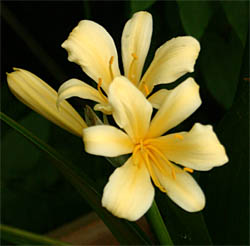 Yellow flowered clivia.