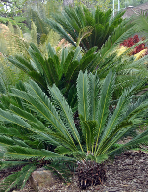 Sago palm, Cycas revoluta.