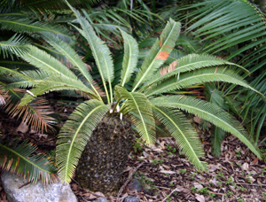 Dioon merolae.