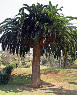 Encephalartos woodii at the Durban Botanical Garden, South Africa.