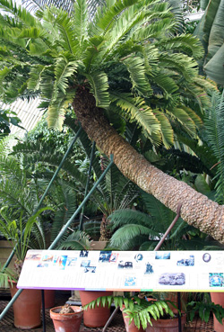 Encephalartos altensteinii, perhaps the worlds oldest pot plant, in a greenhouse at Kew Gardens, London. It arrived at Kew in 1775 affter a two year voyage from the Eastern Cape of South Africa. It was one of the first plants moved into the new Palm House in 1848.