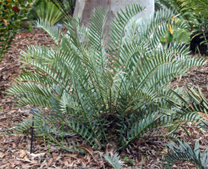 Encephalartos trispinosus.