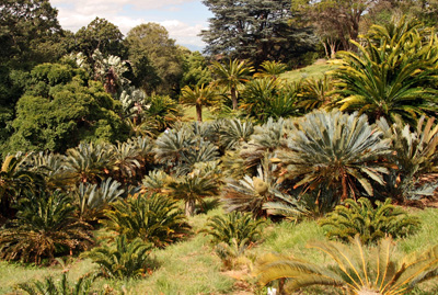 The Cycad Amphitheatre at Kirstenbosch Botanical Gardens in Cape Town, South Africa showcases numerous species of these ancient plants.