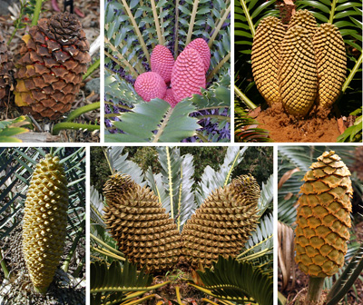 Cones of various species of cycads.