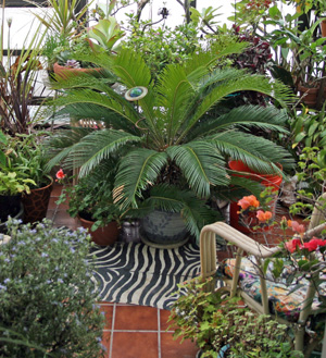 Container-grown sago palm, Cycas revoluta, kept in a Wisconsin greenhouse for about 25 years from a 3 offset.