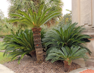 A group of sago palms, Cycas revoluta, in Audubon Park, New Orleans.