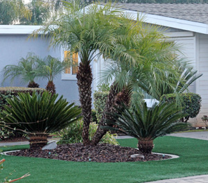 Cycads (Cycas revoluta) used as ornamentals with real palms (taller, center plants) in a residential landscape in eastern San Diego county.