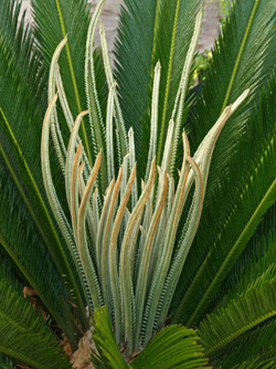 Sago palm, Cycas revoluta, producing a new flush of leaves.