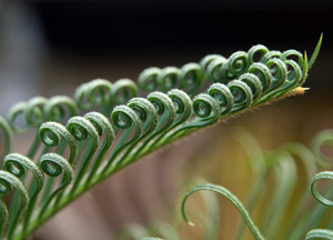 New frond of Cycas revoluta unfurling.