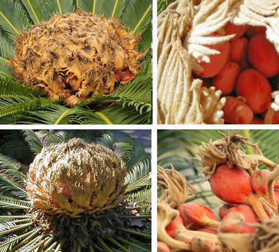 Female cone and seeds of sago palm, Cycas revoluta.