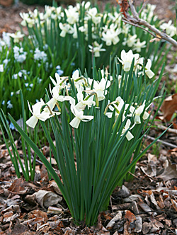 DAFFODIL SALOME X 20 NARCISSI-APRICOT TRUMPET DAFFODIL-SPRING BULBS :  : Garden