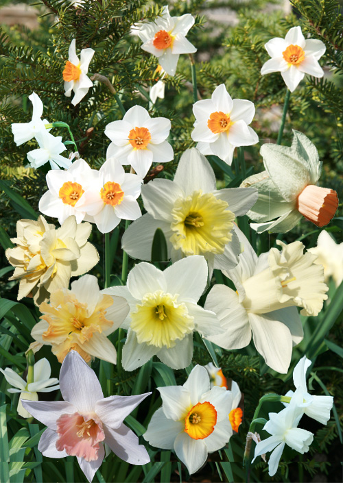 pink daffodil flower