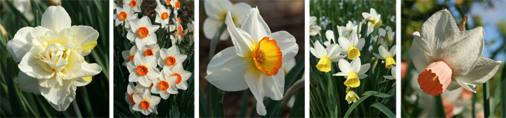 Daffodil cultivars, from left to right: Obdam, Redhill, Flower Record, Lapwing, and Foundling.