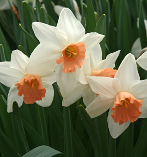 Pinkdaffodils are really closer to salmon or peach in color.