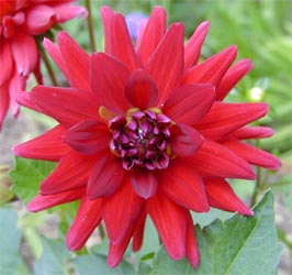 Bright dahlia flower.