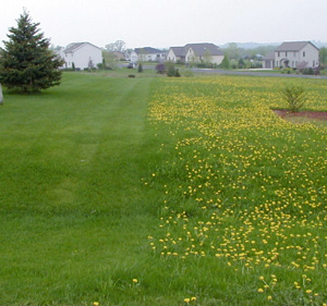 Several herbicides will control dandelions.