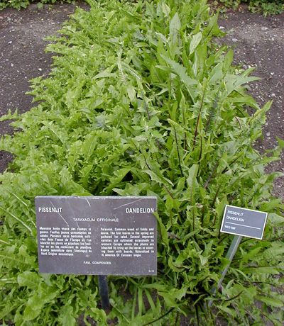 Dandelion can be grown in a garden, or just foraged wherever found.