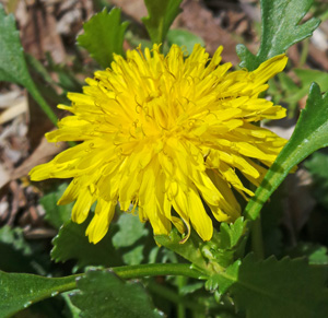 The leaves, flowers and roots of dandelion are edible.