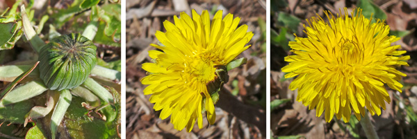 The fat green buds (L) open (C) to expose all the numerous ray and disc flowers (R).