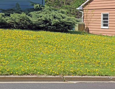 Many people do not like dandelions when they threaten to take over a lawn.