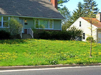 Dandelions are more of a problem in lawns that are not growing vigorously enough to outcompete the weeds.