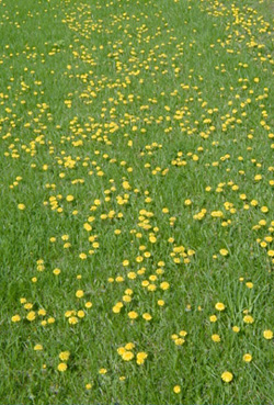 Dandelions flowering in a lawn.