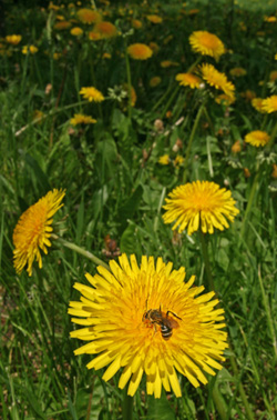 Blooming dandelions are a sure sign of spring.