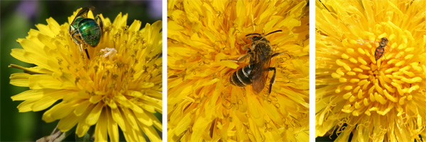 The flowers are used by bees and other pollinators, and can be an early source of nectar.