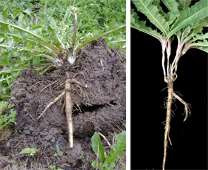 The fleshy tap root allows the plant to survive drought and regrow readily.
