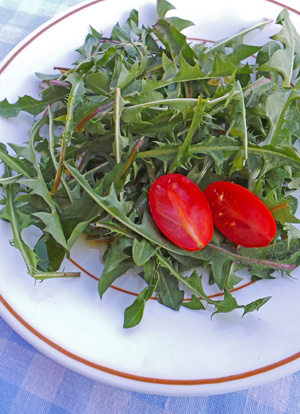 The tender young leaves make a good subsitute for other greens in salads.