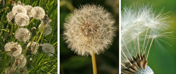 The flowers are followed by the distinctive globe-shaped seed heads.