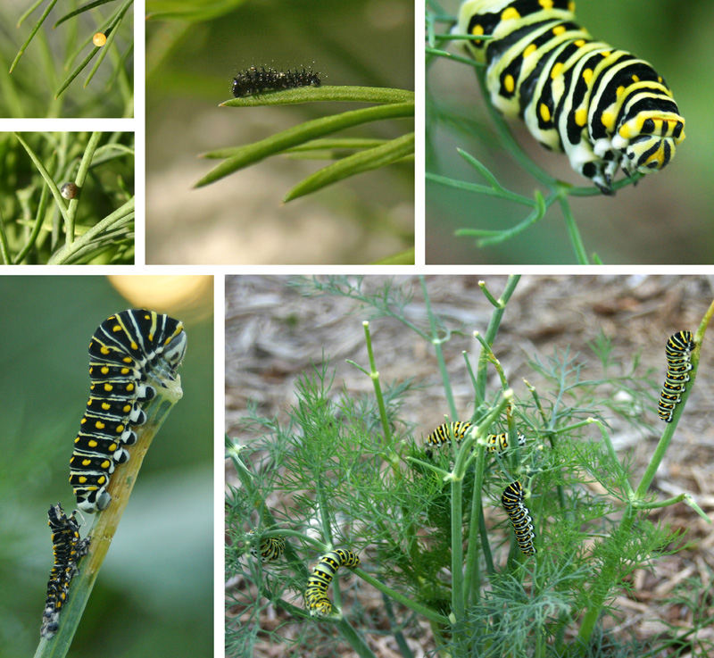 Black swallowtail butterfly: freshly laid egg (top L); egg changes color when ready to hatch (middle L); a newly hatched larva (top C); a nearly mature caterpillar feeds on the foliage (top R); a recently molted caterpillar with shed skin below (bottom L); and a group of black swallowtail larvae defoliate a large dill plant (bottom R).