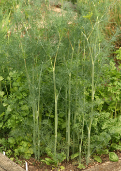 Dill near flowering