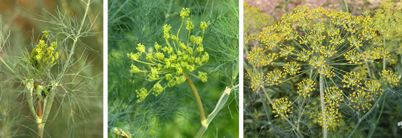 The tiny yellow dill flowers open in a large umbel infloresence.