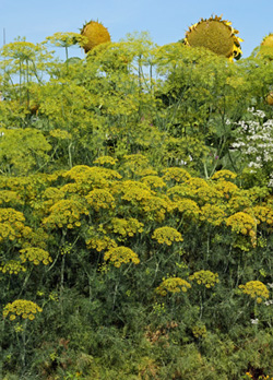Dill is an attractive plant for both the herb garden and ornamental plantings.