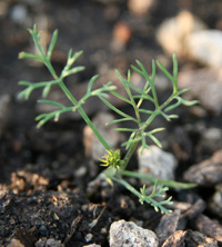 A seedling dill plant.