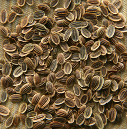 Dill seeds.