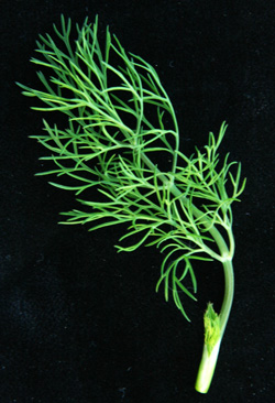 A sprig of fresh dill foliage or dillweed.