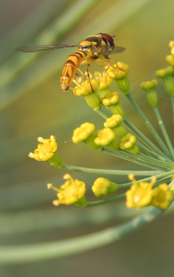 A syrphid or flower fly alights on a dill flower.