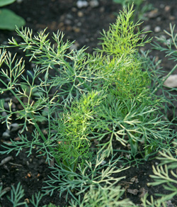 Dill foliage is fine-textured and ferny.