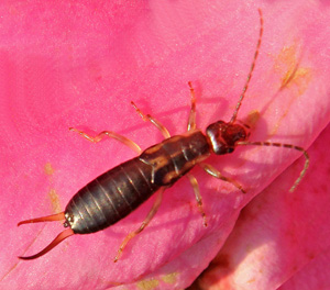 An adult earwig.