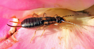 An earwig on a rose flower.