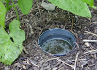 A tuna can used as a pitfall trap.