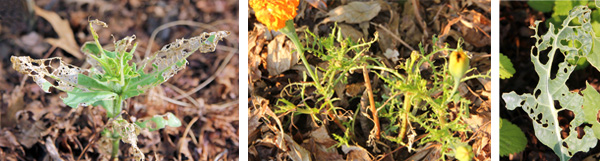 Earwig feeding damage on zinnia (L), marigold (C), and kale (R).