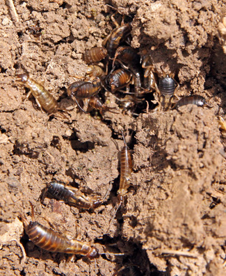 Earwigs nest in the ground.