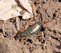 Earwig trying to hide after being disturbed.